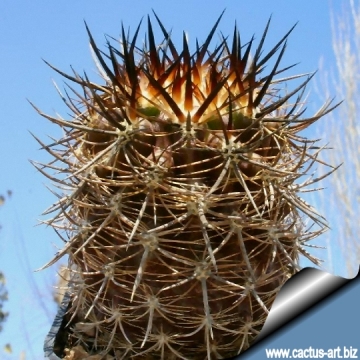 5229 cactus-art Cactus Art