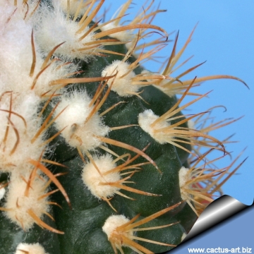 11494 cactus-art Cactus Art