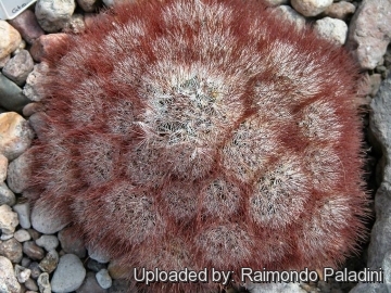 27074 RapCactus Raimondo Paladini