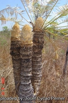 25462 josef Josef Cycad Perner 