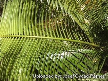 25139 josef Josef Cycad Perner 