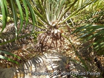 25141 josef Josef Cycad Perner 