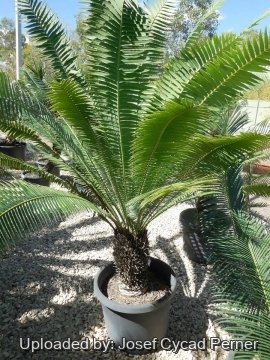 19877 josef Josef Cycad Perner 