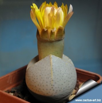 5558 cactus-art Cactus Art