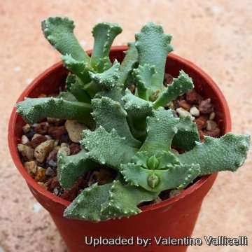 10945 valentino Valentino Vallicelli