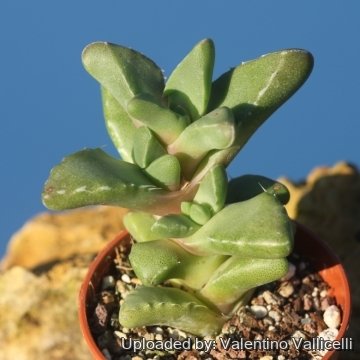 25524 valentino Valentino Vallicelli