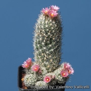 17841 valentino Valentino Vallicelli
