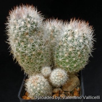6704 valentino Valentino Vallicelli