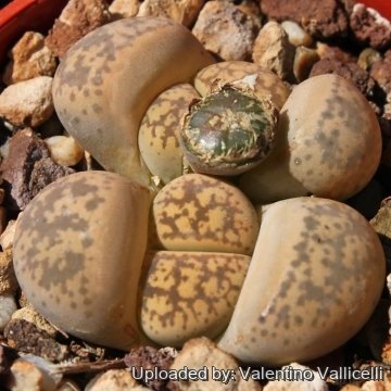 15532 valentino Valentino Vallicelli