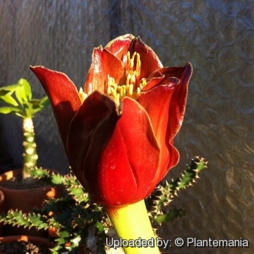 28378 plantemania © Plantemania