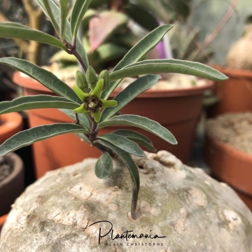 30560 plantemania © Plantemania