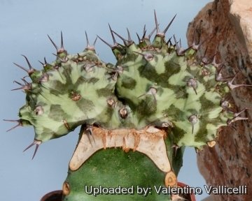 9984 valentino Valentino Vallicelli