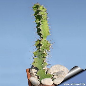 10267 cactus-art Cactus Art