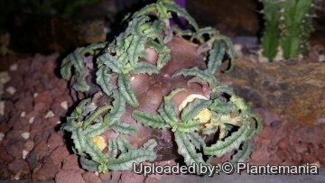 28601 plantemania © Plantemania