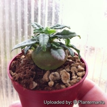 28449 plantemania © Plantemania