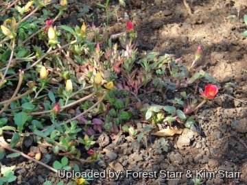 22035 star Forest Starr & Kim Starr