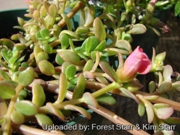 22037 star Forest Starr & Kim Starr