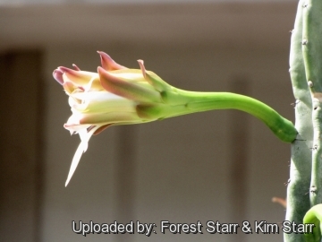 20356 star Forest Starr & Kim Starr