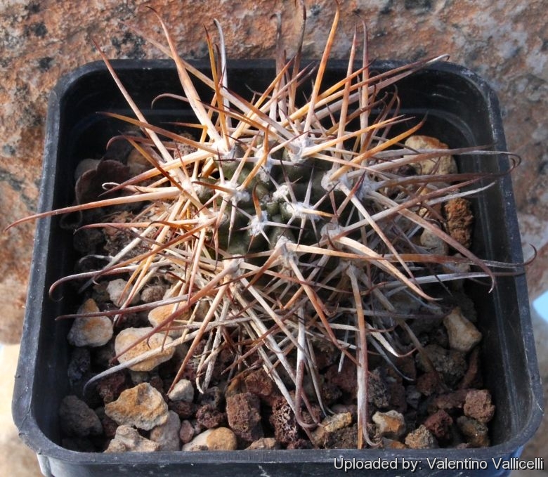 Austrocactus bertinii (Winter)