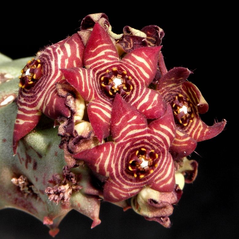 Caralluma europaea