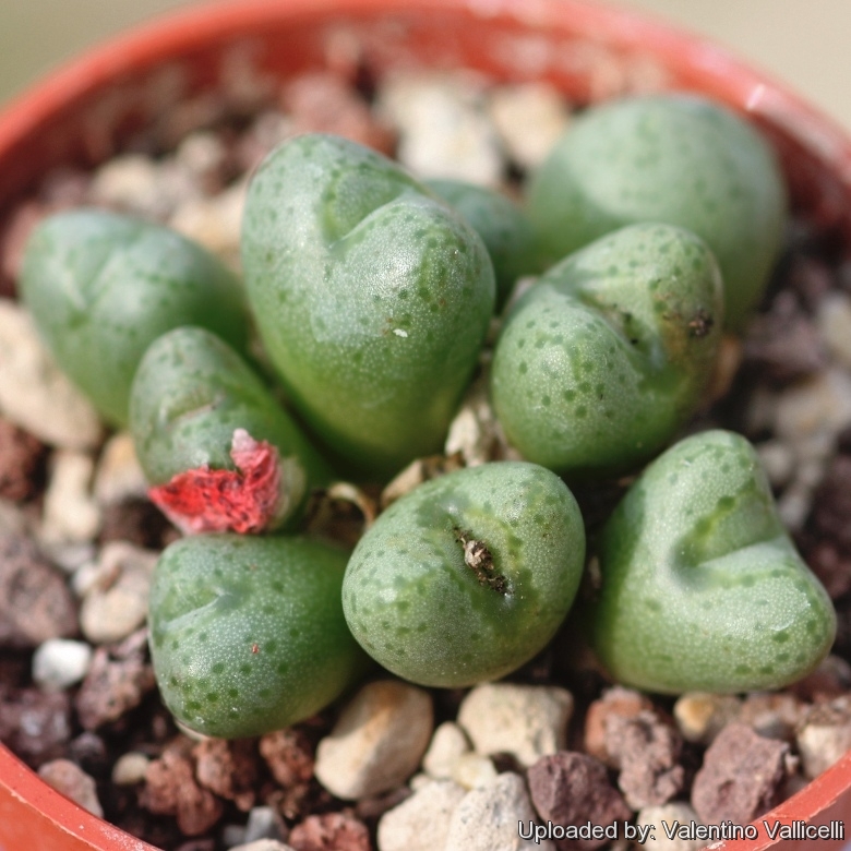 Conophytum tantillum v. amicorum SB1988 South of Steinkopf, Northern Cape, South Africa