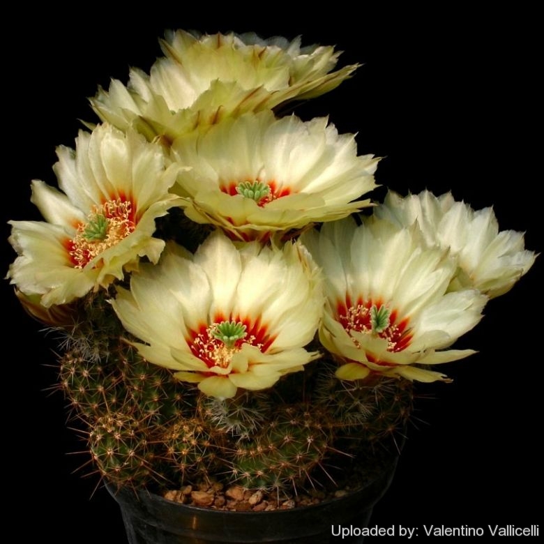 Echinocereus papillosus var. angusticeps (Yellow Alicoche)