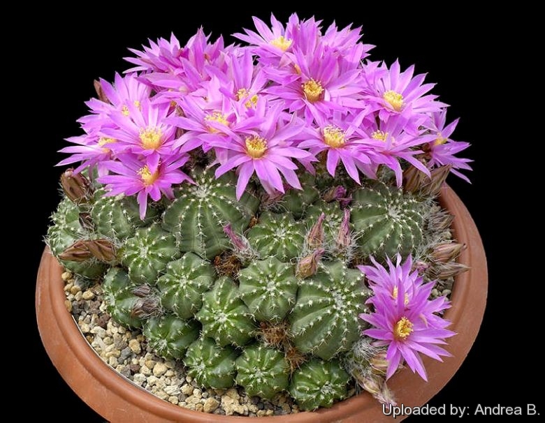 Echinocereus pulchellus