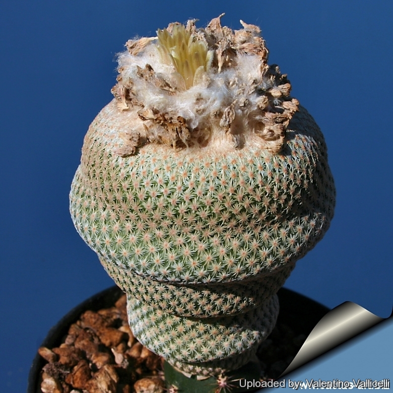 Epithelantha bokei MK 29 . 105