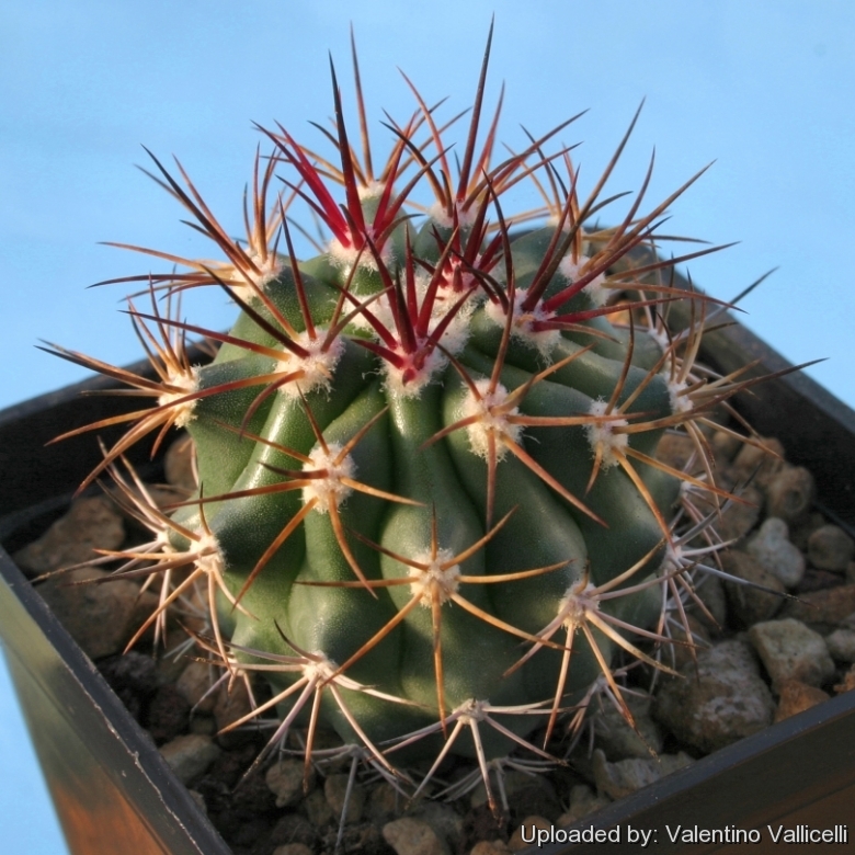 SB535 - Infiernillo, Michoacan, Mexico (Young specimen)