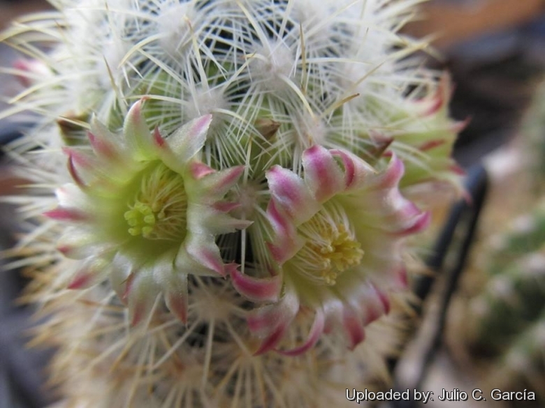 Mammillaria microhelia (white spines form? hybrid?)