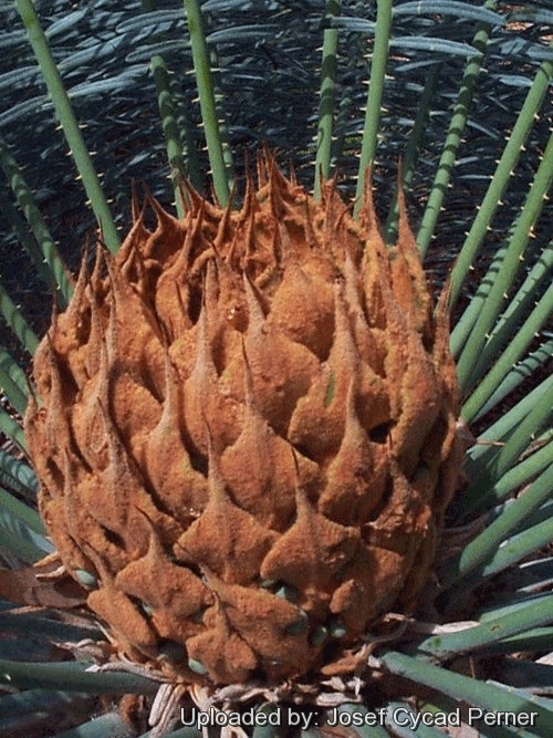 Cycas maconochiei Female cone.