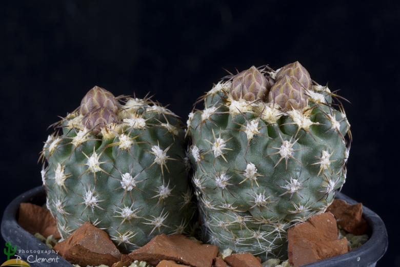 Sclerocactus mesae-verdae KS 006 NW Shiprock, NM