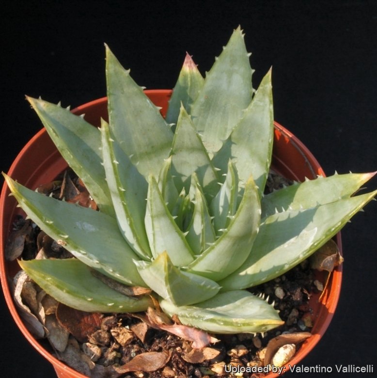 aloe vera kaufen münchen Aloe Vera Gel main image 1