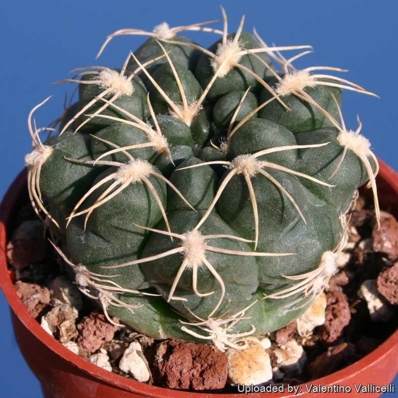 künstliche kentia palme Künstliche Kentia-Palme – 65 cm — Planten247.nl main image 1