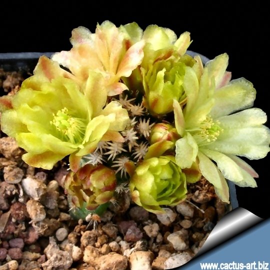 Echinocereus viridiflorus subs. davisii cv. brevispinus
