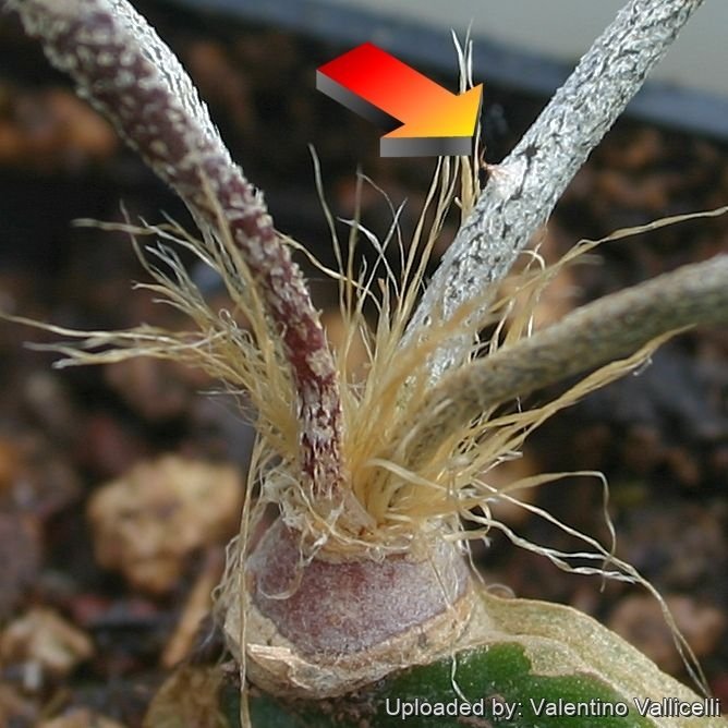Astrophytum caput-medusae