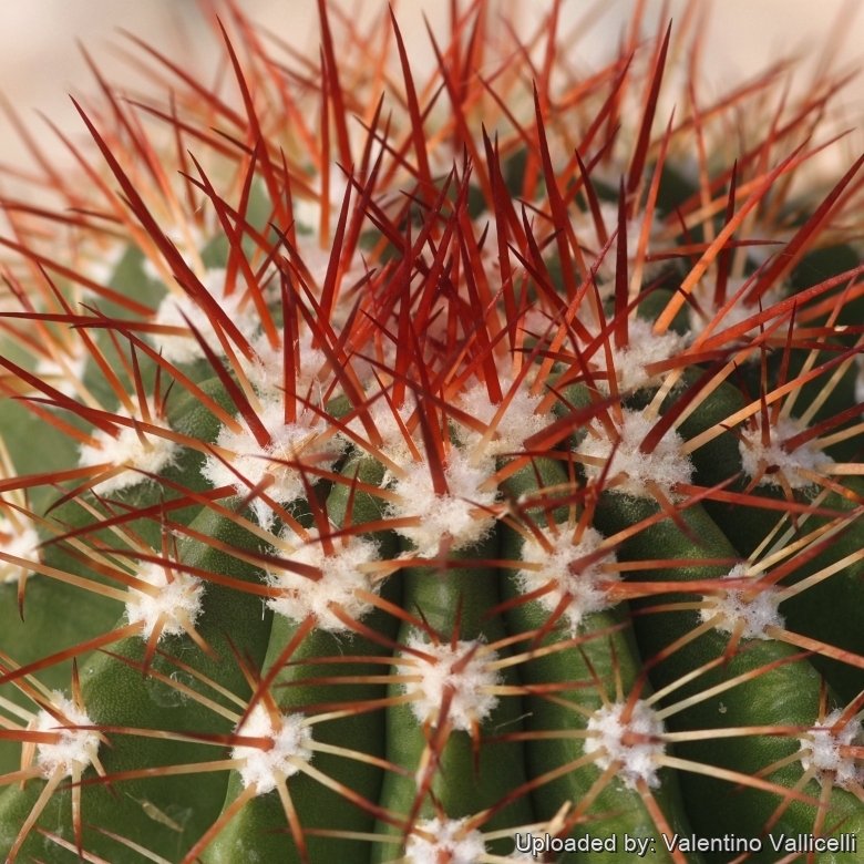 Melocactus broadwayi