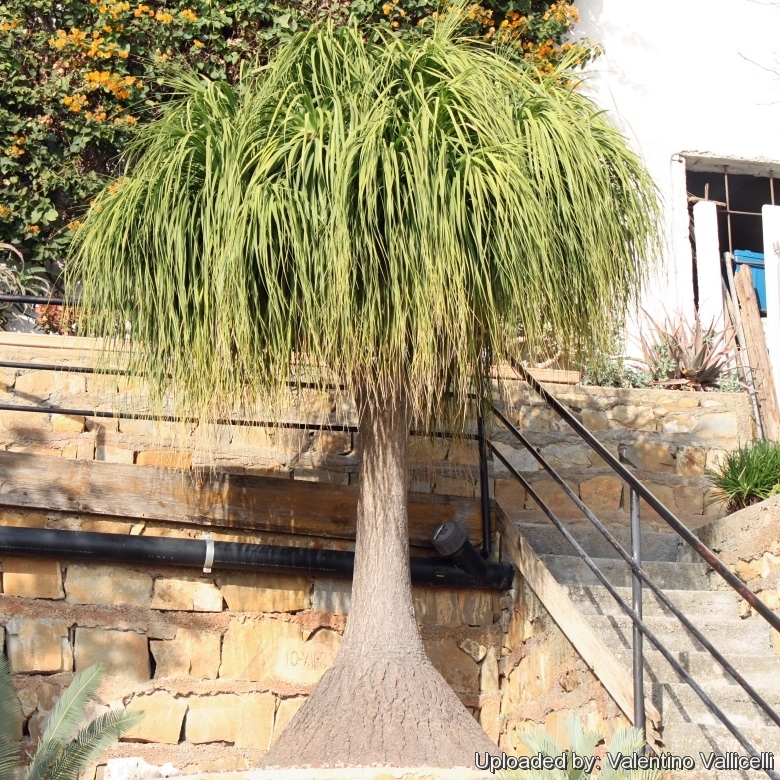 Nolina/ Pony tail plant – hariththarang