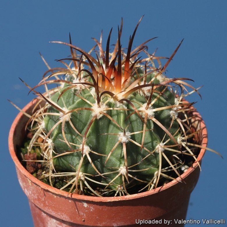 Melocactus guitartii