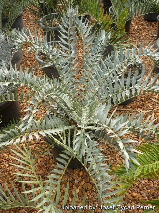 Encephalartos horridus | Very Rare Blue Leaves Cycad | Buy Now |