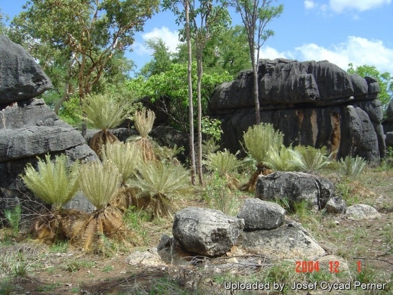 Cycas calcicola