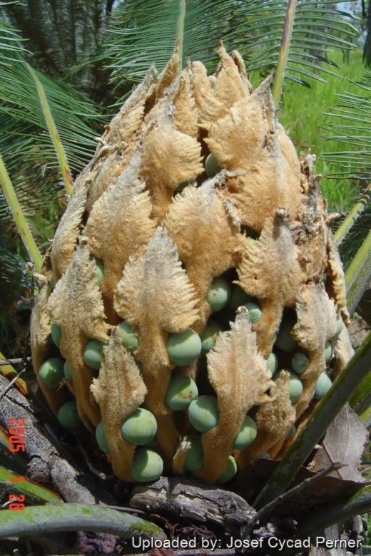 【希少】Cycas calcicola サイカス　カルキコラ Cycas calcicola(サイカス・カルキコラ)苗 販売店