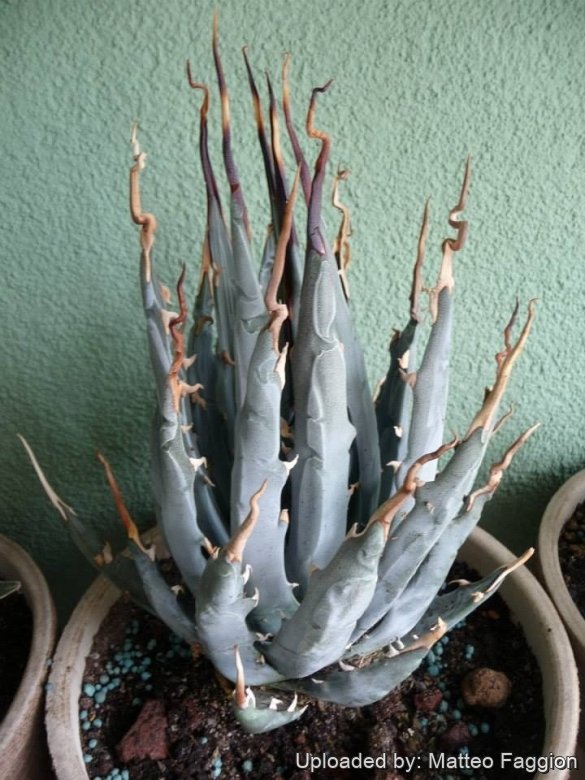 Agave utahensis var. eborispina