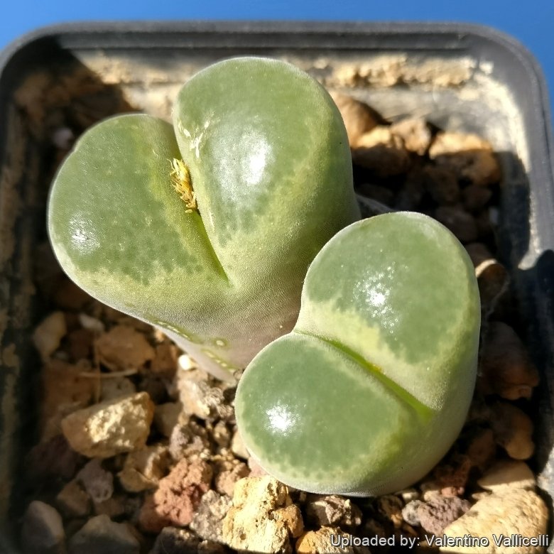 Conophytum praesectum