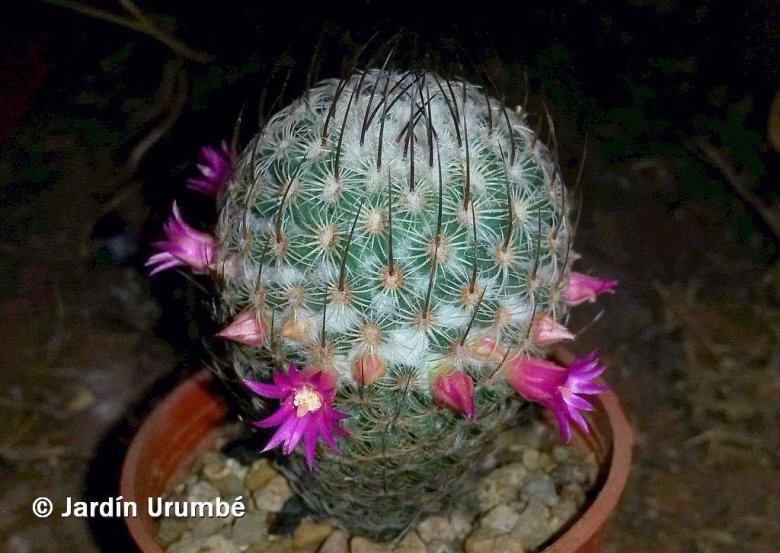 Mammillaria huitzilopochtli