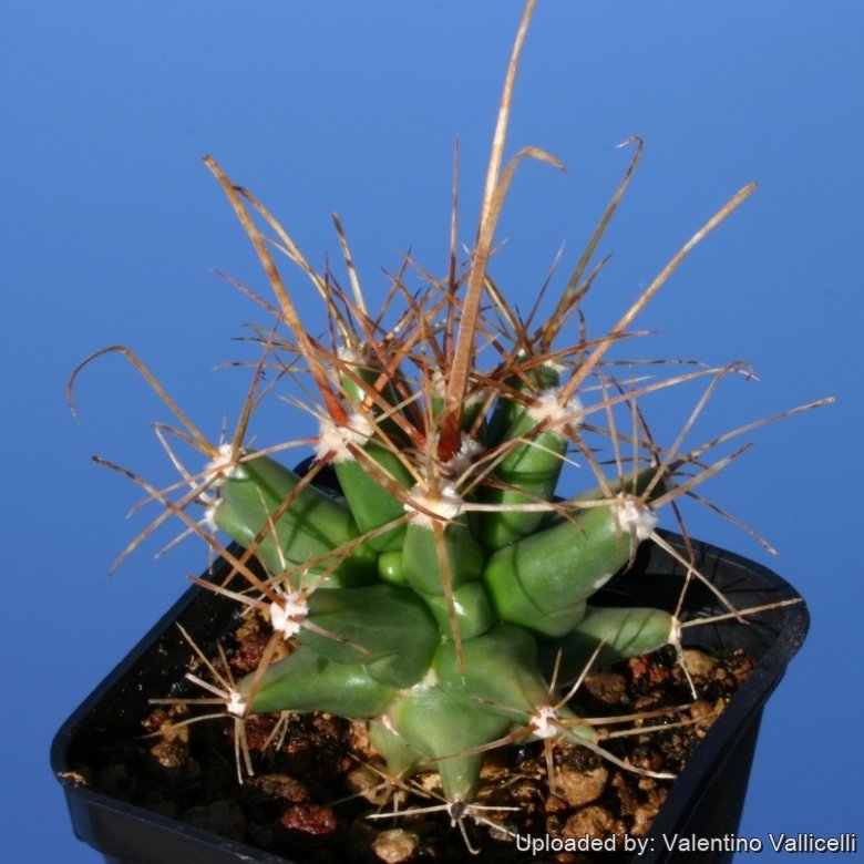 x Ferobergia sp. ( Ferocactus spp. x Leuchtenbergia )
