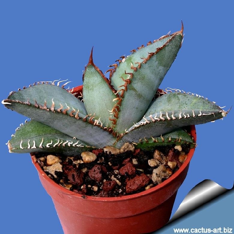 Agave titanota