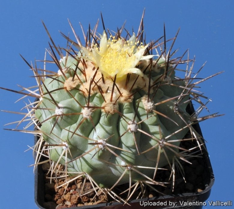 Copiapoa cinerea