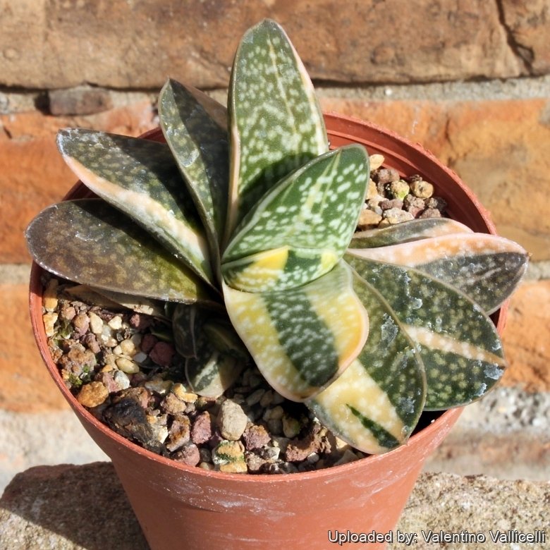 Gasteria gracilis cv. Variegata Yellow