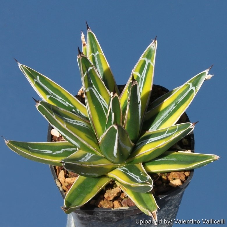 Agave victoriae-reginae f. marginata aurea